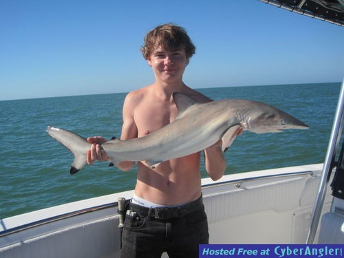 43-inch Blacktip Shark