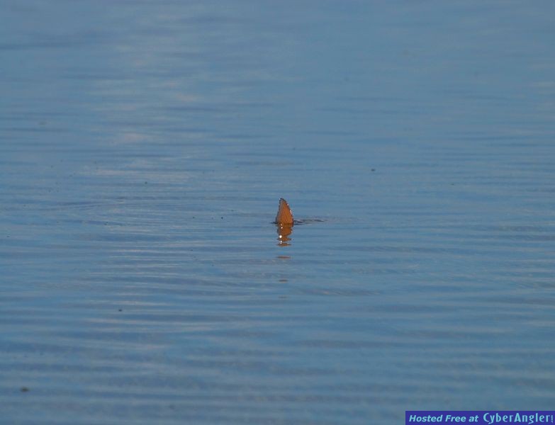 Flamingo_-_Best_Life_584
