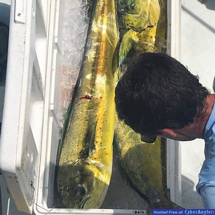 Nice dolphin catch