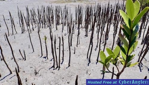 Click to Enlarge Photo