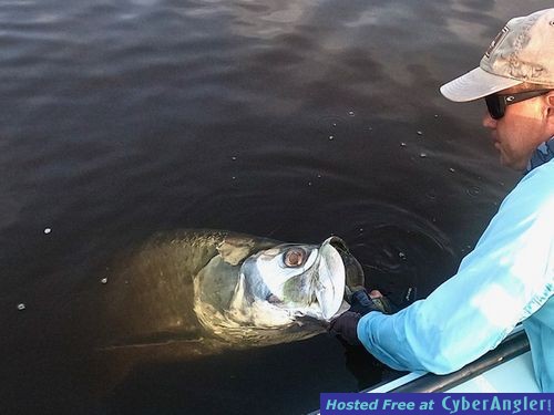 tarpon16