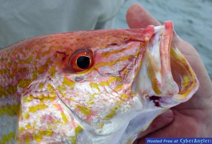 Lane_Snapper_Head