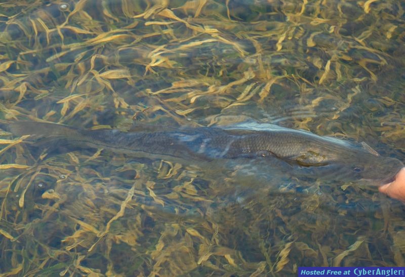 Florida Bay Snook