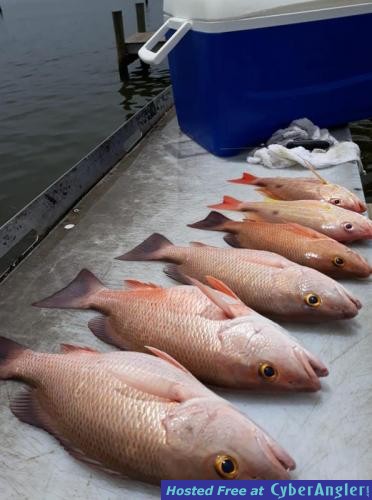 Mangrove_Big_Snappers