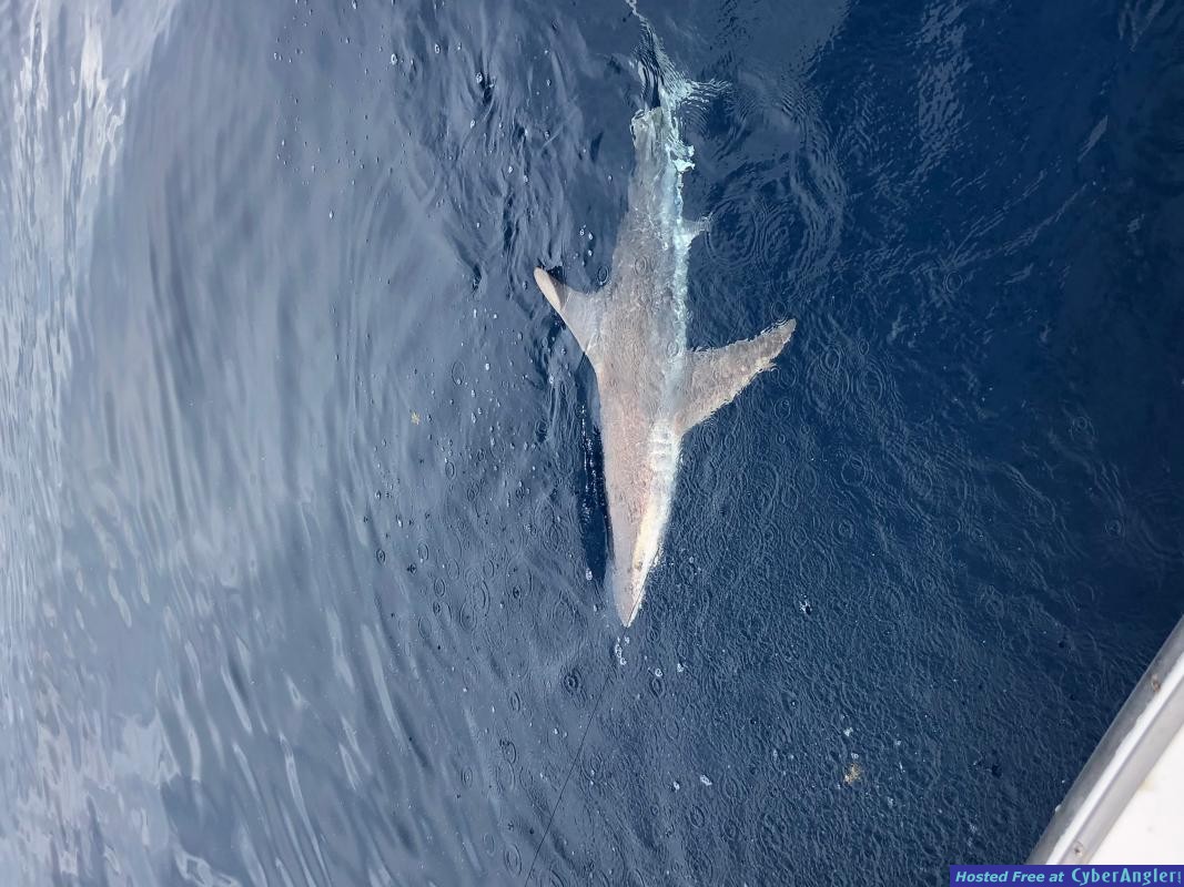 June18pmshark