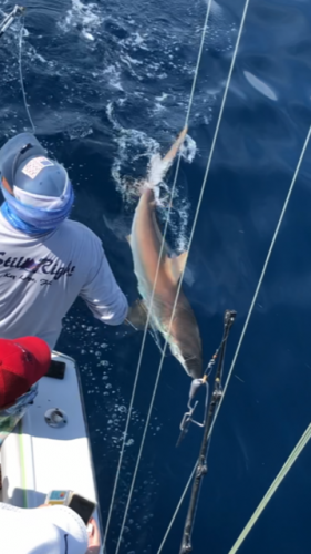 Click to Enlarge Photo