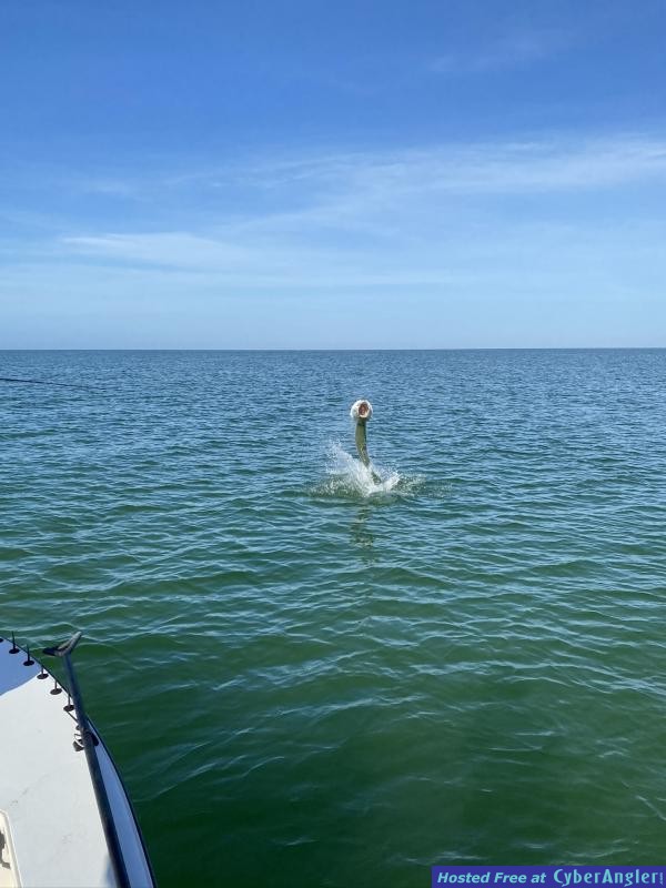Florida_Fly_Fishing_Tarpon