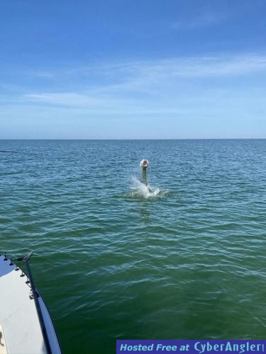 Florida_Fly_Fishing_Tarpon