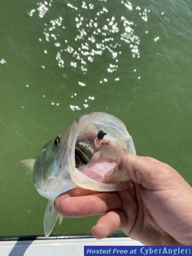 Light_Tackle_SNook_Fishing