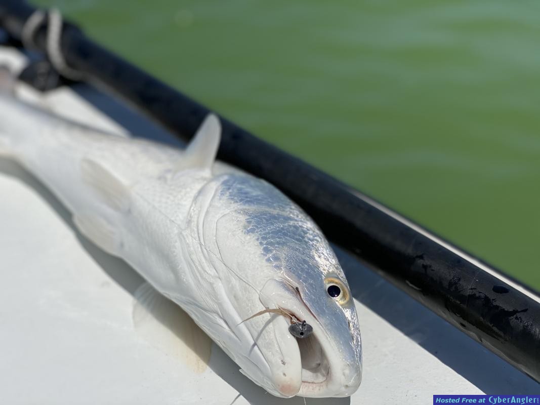 Beach_Redfish