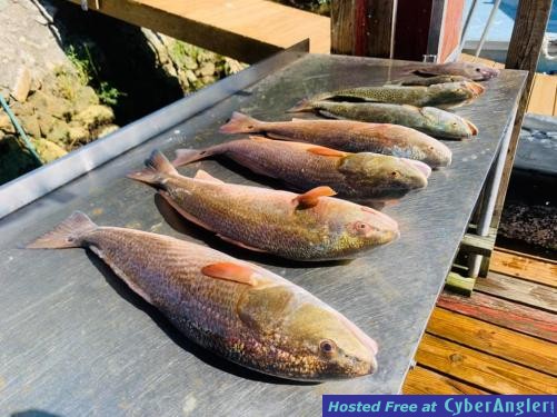 Tampa_Bay_Fishing_Report_High_Octane_Fishing