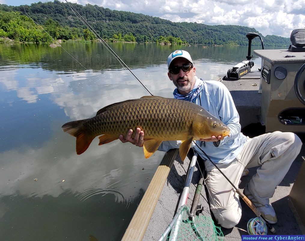 Carp on fly susquehanna river