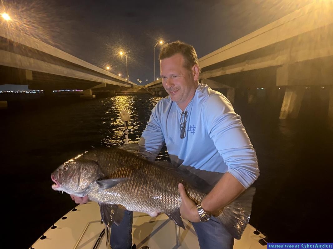 Black_Drum_Tampa_Bay
