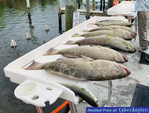Crystal_River_Grouper_Trips