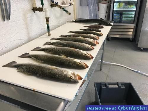Crystal_River_Fishing_Report_High_Octane_Fishing_
