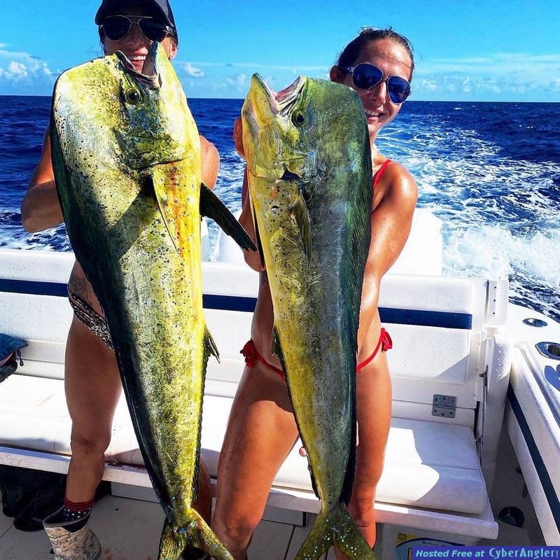 Double big mahi