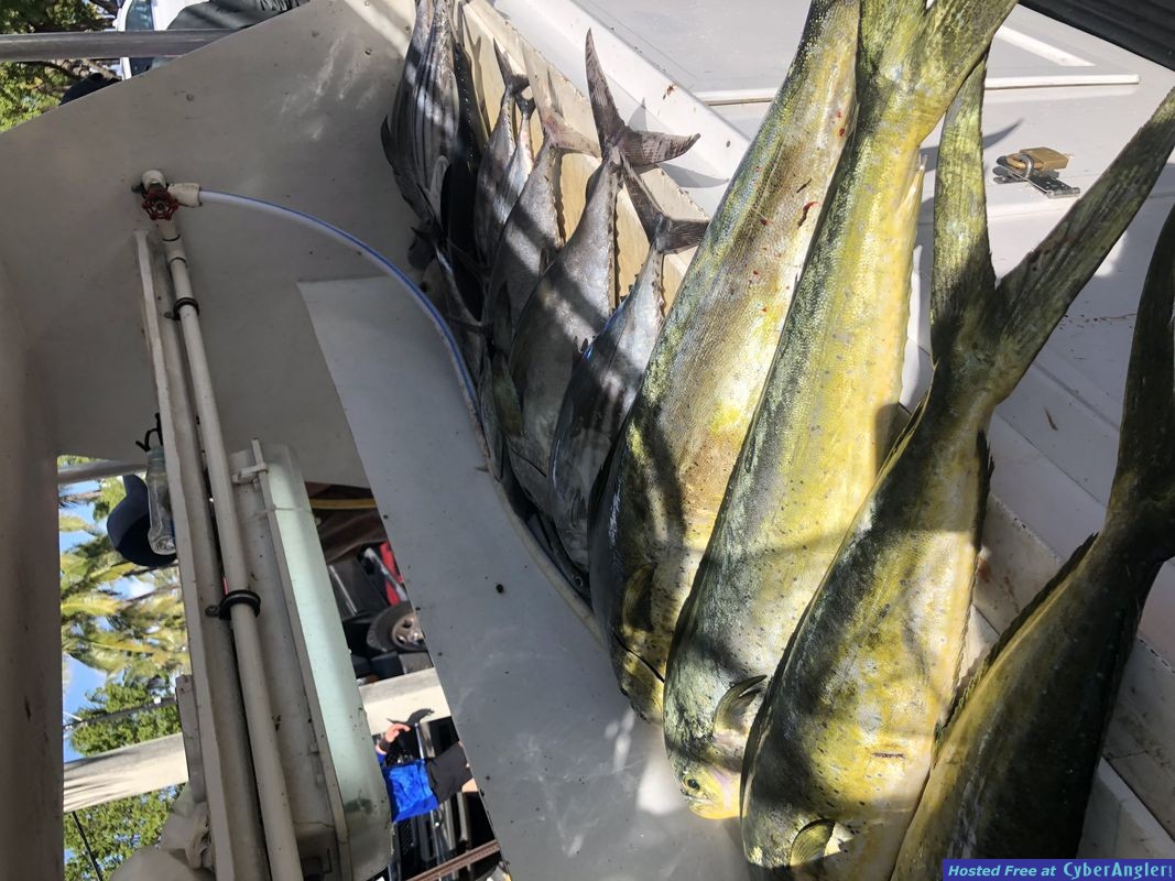 mahi-mahi