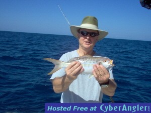 19 inch yellowtail snapper