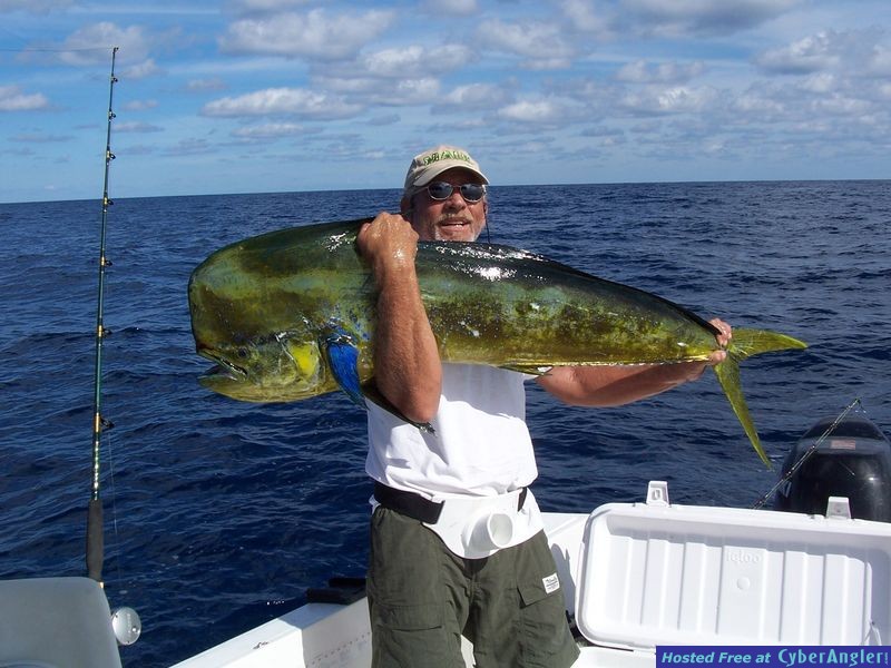 Bull Dolphin