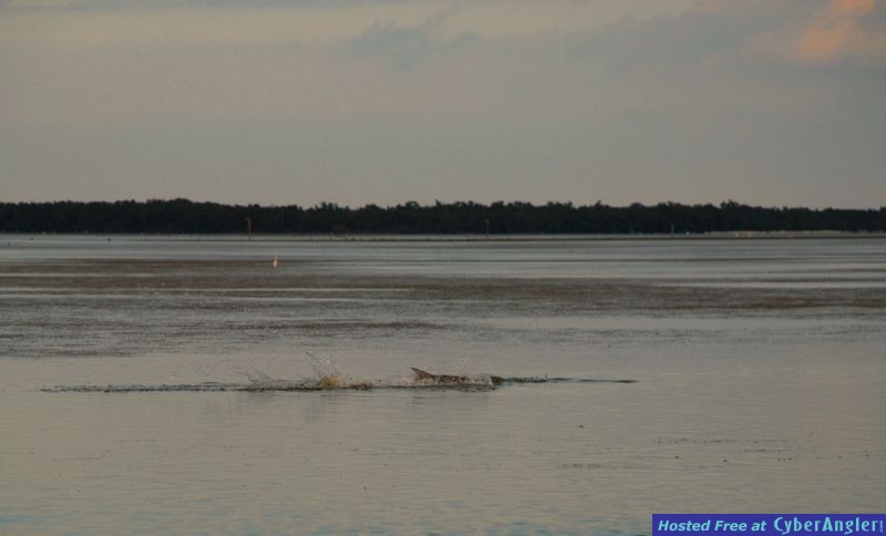 Florida Bay Tarpon