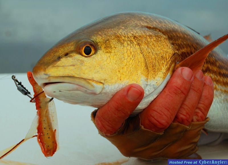 Florida Bay Redfish