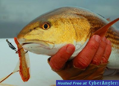 Florida Bay Redfish