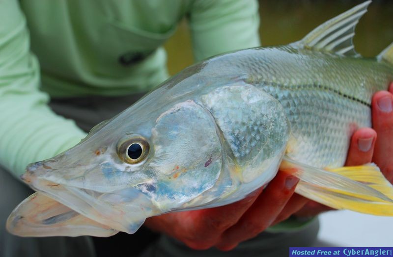 Snook