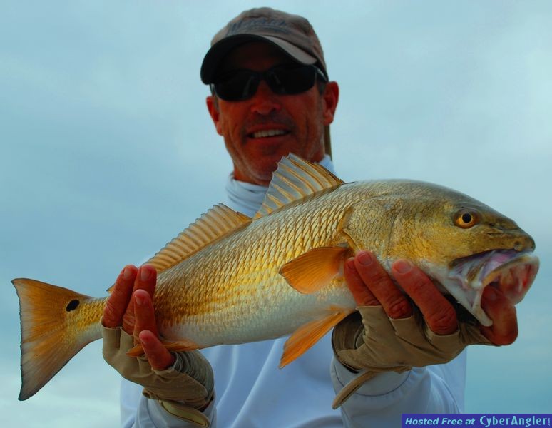 Golden Redfish
