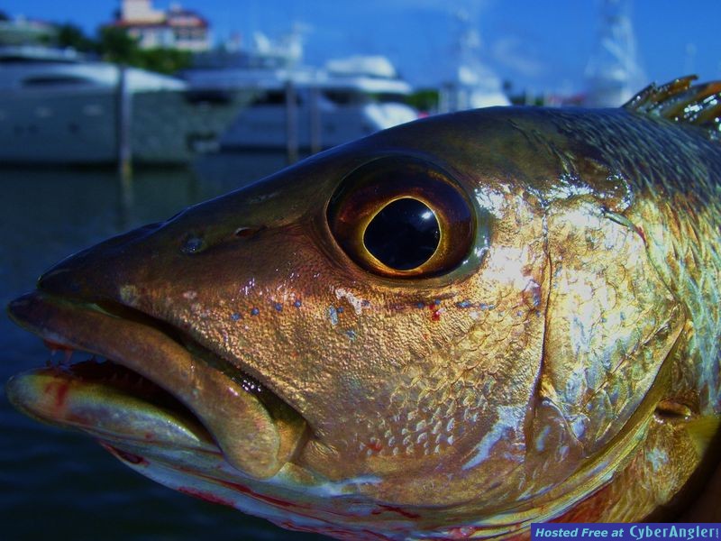 Click to Enlarge Photo