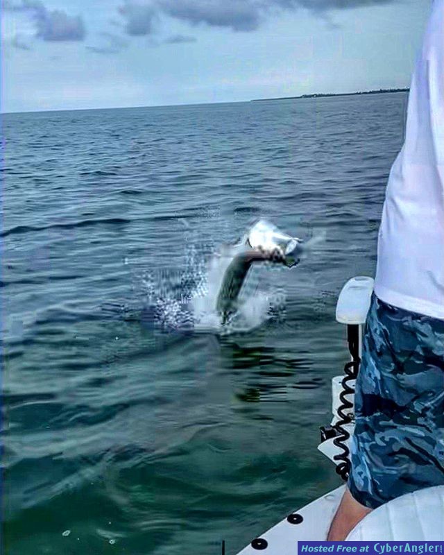 Tarpon key west