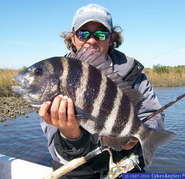 Capt. Kyle Messier's Big Sheephead!