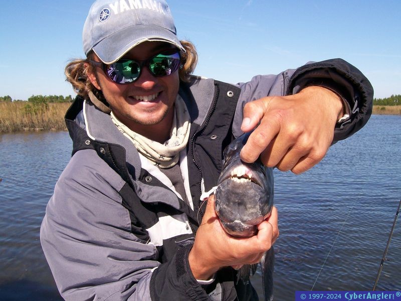 Big Sheephead