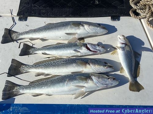 Catch of Speckled Trout