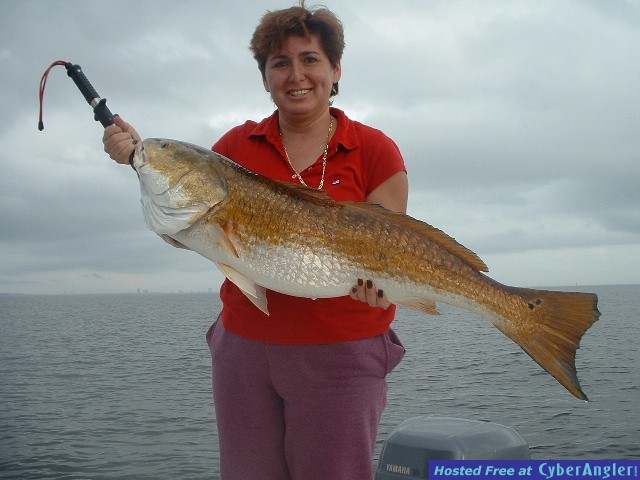 40 pound Bull Red