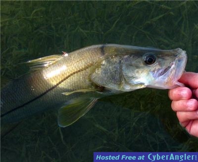 Click to Enlarge Photo