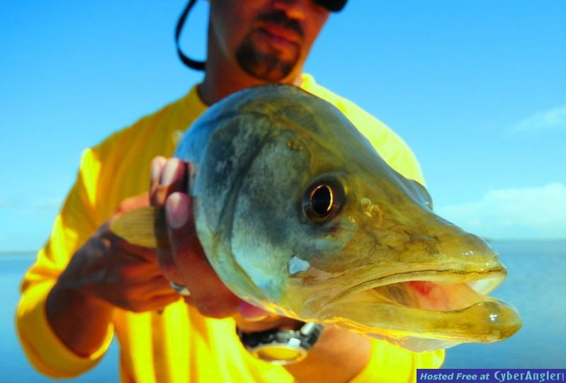 Snook