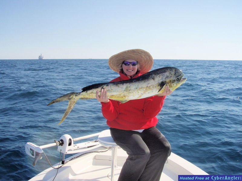 Offshore Miami Dolphin Action