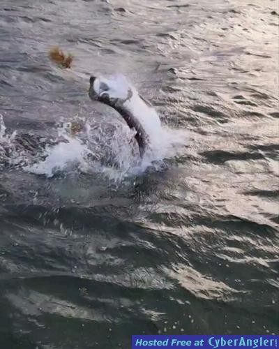 Click to Enlarge Photo