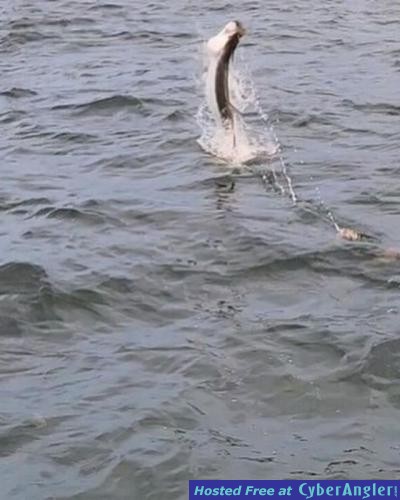 Click to Enlarge Photo