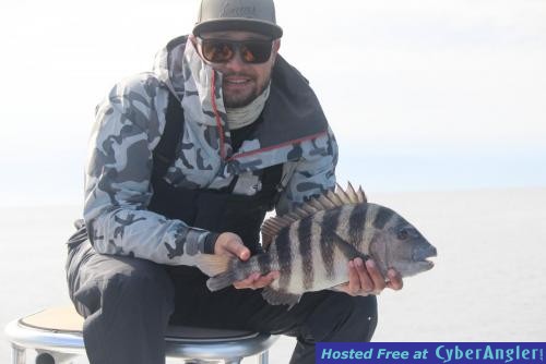 Sheepshead_on_Fly_Willy_T