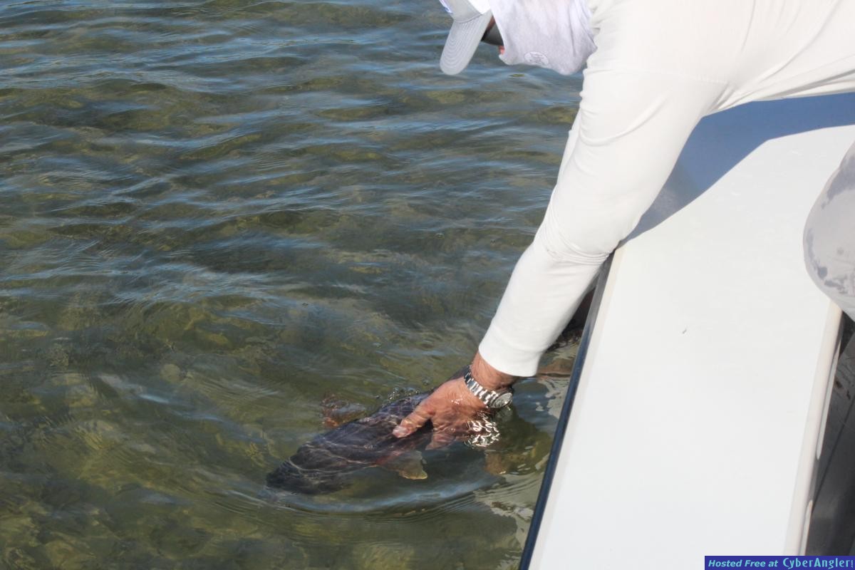 Redfish_Release_Shallow_Water