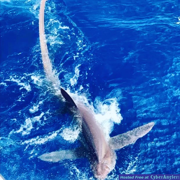 image_50605569
