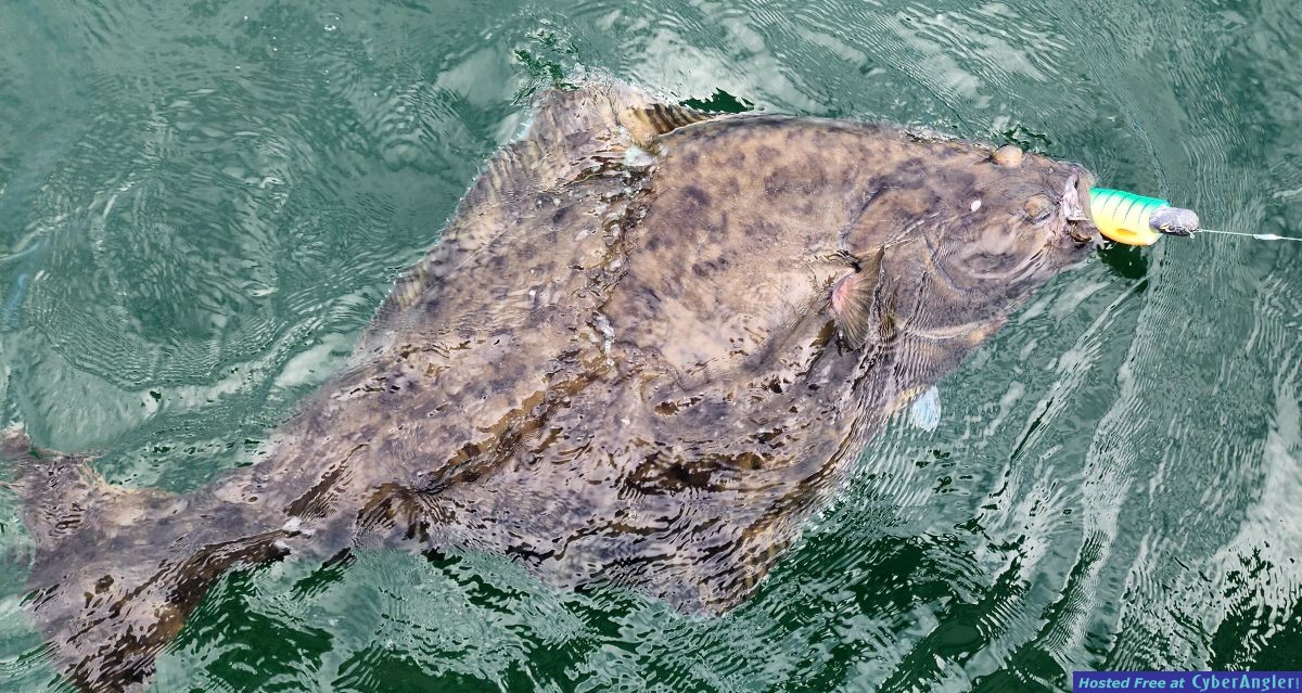 Aug9_2023_Halibut_release