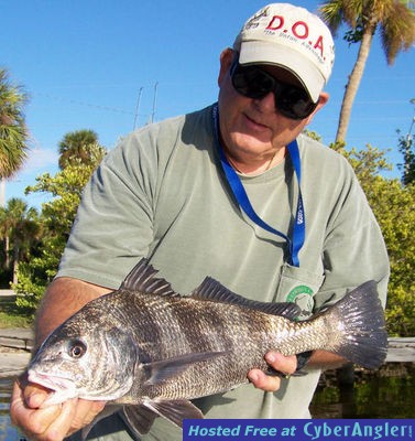 Banana River Black Drum