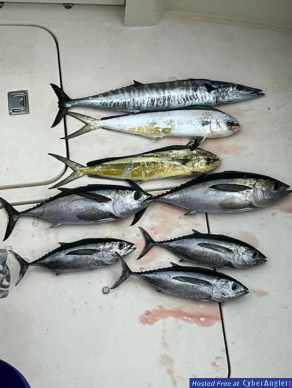 November_2023_Black_Fin_Tuna