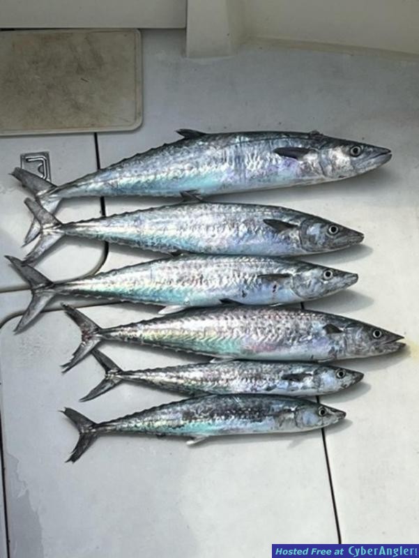 April_report_tuna