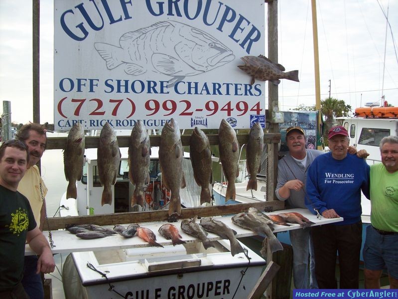 Gag Grouper in Hernando Beach