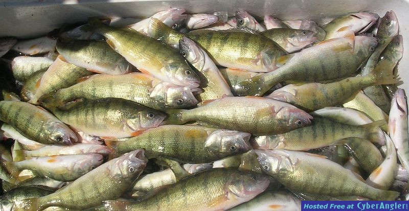 Lake Erie yelow perch