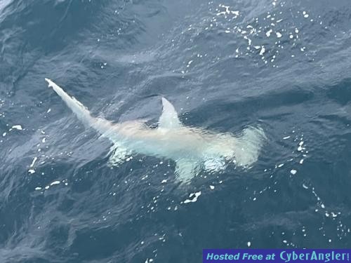 Click to Enlarge Photo