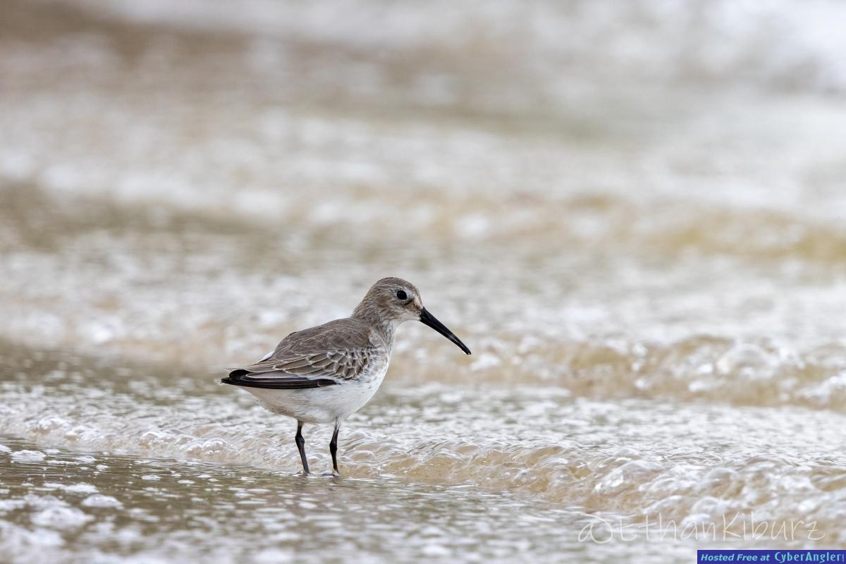 White_rumped_Sandpiper